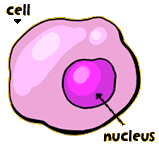 Illustration of a cell