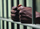 photo of hands on prison bars