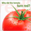 Why did the tomato turn red e-card