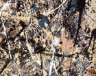 Jackson Pollock Number 1, 1950 (Lavender Mist), 1950 Ailsa Mellon Bruce Fund 1976.37.1