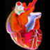 Digitally enhanced photograph of a human heart.