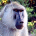 Photo of a male baboon.