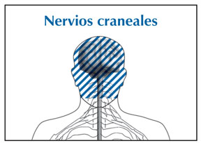 Ilustración de la cabeza y el cuello con un área sombreada que muestra la ubicación de los nervios craneales. La ilustración se titula nervios craneales