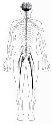 Ilustración de la silueta de un cuerpo que muestra el sistema nervioso