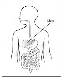 Drawing of the digestive system with the liver shaded and labeled within an outline of a male body.