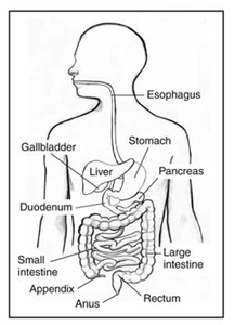 Illustration of the digestive system, with labels for the esophagus, liver, gallbladder, pancreas, stomach, duodenum, small intestine, appendix, large intestine, rectum, and anus.