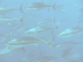 FWS photo Atlantic Blue Fin Tuna