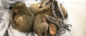 Three Squirrels.