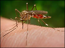 Photo of mosquito up close.