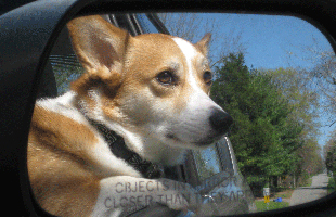 Corgi in a Car