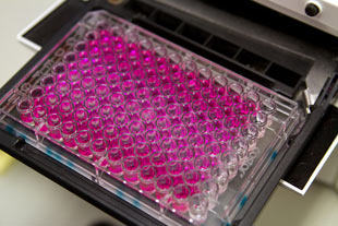 Cell plate with small wells holding pink liquid
