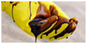 A volunteer in protective gloves examines the residue of oil on their fingers which they have collected from the ocean.