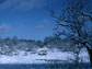 Winter in the oak savanna at NSF's Cedar Creek Long-Term Ecological Research site.