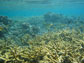 Photo of Acropora coral on NSF's Moorea Coral Reef LTER site.