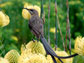 Photo of a Cape sugarbird resting on a protea flower.