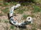 Photo of the snake robot that moves without the aid of a fixed base.