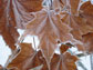 Image of dead maple leaves on the forest floor.