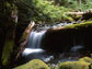 Image of a stream flowing through a forest in the H.J. Andrews LTER site.