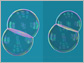 Side-by-side images of double-bubbles of equal and unequal volume chambers.