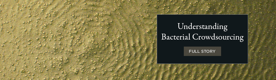 Understanding Bacterial Crowdsourcing