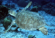 Image of sea turtle underwater. Click for larger image.