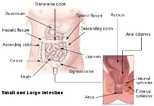 Dibujo de los intestinos grueso y delgado con los nombres de varios segmentos, incluso el íleon y el yeyuno del intestino delgado y el colon sigmoide, el colon descendente, el ángulo esplénico, el colon transversal, el ángulo hepático, el colon ascendente y el ciego del intestino grueso. El ano y el recto están también dibujados.