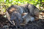 Coyotes In Cities Paving Way For Larger Carnivores?