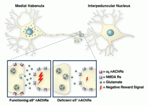 Schematic drawing shows a cell in the medial habenula and its synapse with a cell in the interpeduncular nucleus. Blown-up images show that a medial habenula cell that has functioning α5 nicotinic acetylcholine receptors releases more gluta