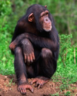 Imagen de chimpancé.