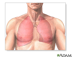 Ilustración de los pulmones