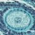 Image of a large, round egg cell within an ovary.