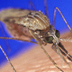 Close-up photo of mosquito on human skin.