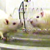 Photo of a free rat and a rat in a transparent tube.