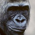 Photo of a gorilla