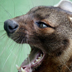 Photo of cat-like fossa.