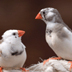 Photo of two zebra finches.