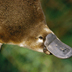 Photo of a platypus.