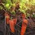 carrots planted in soil
