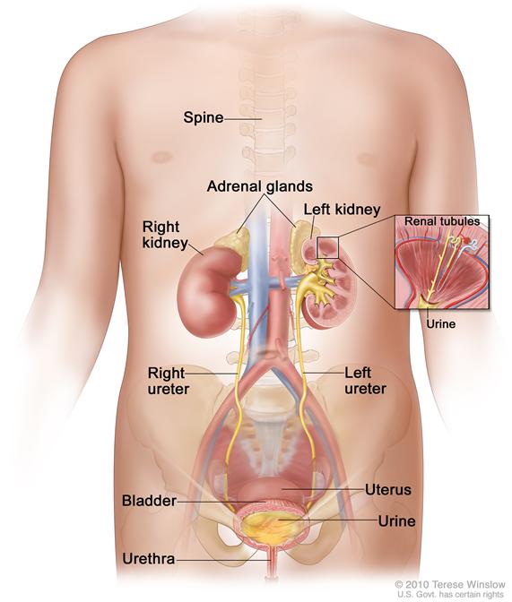 Anatomy of the female urinary system; drawing shows a front view of the right and left kidneys, the ureters,  urethra, and bladder filled with urine. The inside of the left kidney shows the renal pelvis. An inset shows the renal tubules and urine. The spine, adrenal glands, and uterus are also shown.