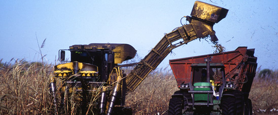 Harvesting sugarcane in south Florida, ARS scientists at the Sugarcane Production Research Unit are identifying research to help sustain both agriculture and natural Everglades ecosystems.