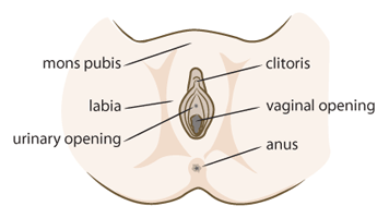 diagram of the external reproductive system