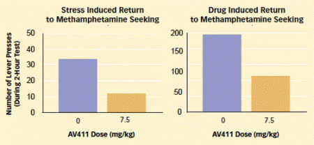 This figure contains two bar graphs that show stress-induced and drug-induced return to methamphetamine seeking.  Each graph shows two doses of the medication AV411 on the x-axis and the number of lever presses during a 2-hour test on the y-axis.