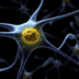 Illustration of a neuron.
