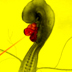 Illustration of a red laser beam targeting the heart of an avian embryo.