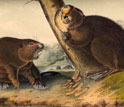 Image of the nineteenth century painting of The American Beaver by John James Audubon.