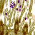 Electron micrograph showing several rod-shaped viruses on surface of long cells.