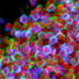 Photo of a cluster of stem cells differentiating into neurons.