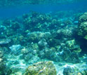 Photo of the lagoon reef at the Moorea LTER site.