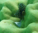 Photo taken in Tahitian waters of the coral Porites with Christmas tree worm.