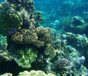 Photo of an outcrop of Porites coral on a reef.